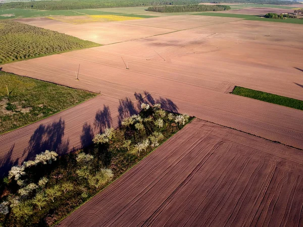 Fioritura Primavera Melo Giardino Campi Coltivati Agricoltura Vista Aerea — Foto Stock