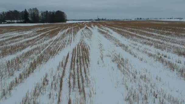 真冬は雪 空中ビューで頑丈な農業分野を落ちる — ストック動画