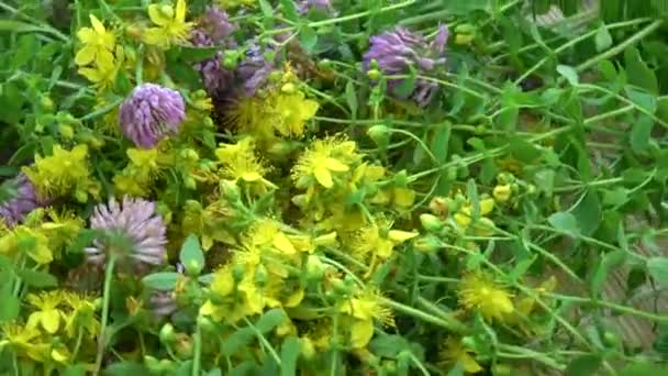Heilkräuter Blumen Rotierenden Hintergrund Johanniskraut Und Klee — Stockvideo