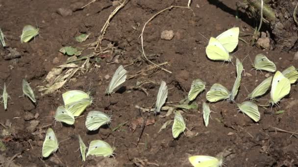 夏の暑さの日に庭の湿った土の上のグループ白菜蝶 — ストック動画
