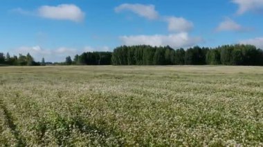 çiçek açması buğday alanında yaz, havadan görünümü