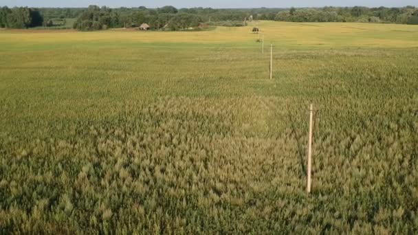 Elektriciteit Pole Rijping Van Koolzaad Veld Luchtfoto — Stockvideo