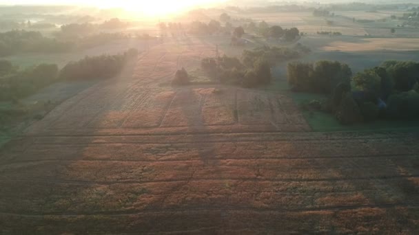 Mooie Mistige Zomerse Einde Landbouwgrond Landschap Met Rijping Gewas Velden — Stockvideo