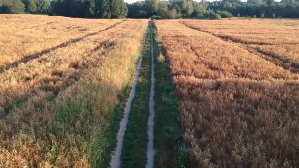 Ripe Summer End Pea Fields Bad Rural Road Farmland Aerial — Stock Video