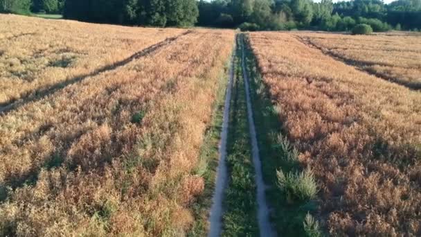 Dojrzałe Lata Koniec Grochu Pola Wiejskiej Drodze Widok Lotu Ptaka — Wideo stockowe