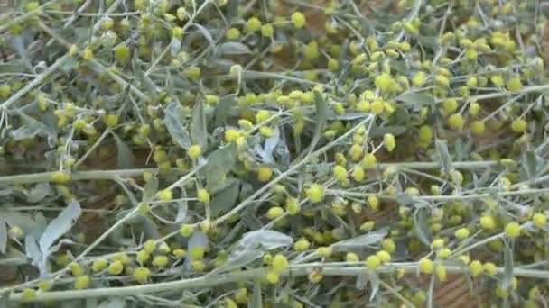 Roterende Verse Absinth Alsem Artemisia Absinthium Medische Kruiden Achtergrond Bamboe — Stockvideo