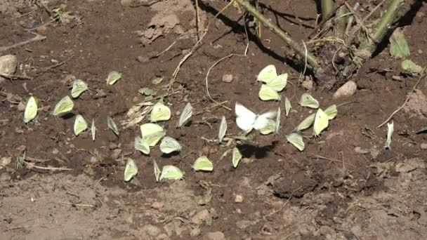 Beaucoup Papillon Chou Blanc Sur Sol Humide Dans Jardin Été — Video