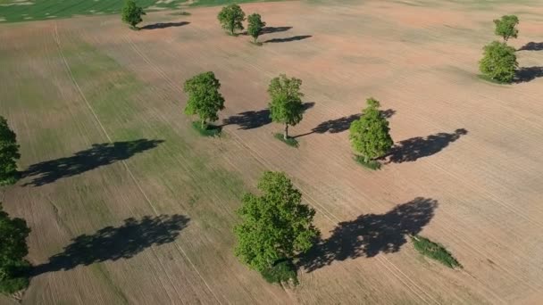 Wiosną Pola Rolnictwo Stare Dęby Grupy Wiosna Zagroda Krajobraz Widok — Wideo stockowe