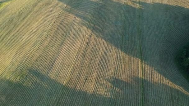 Colheita Feno Secagem Prado Terras Agrícolas Manhã Vista Aérea — Vídeo de Stock
