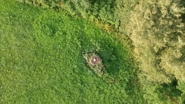 cigogne blanche Ciconia juvéniles au nid sur poteau électrique, vue aérienne 