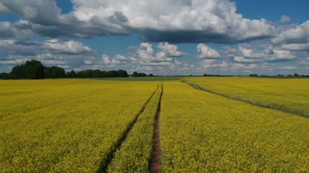 Квітучі Поля Ріпаку Сільською Дорогою Вид Повітря — стокове відео