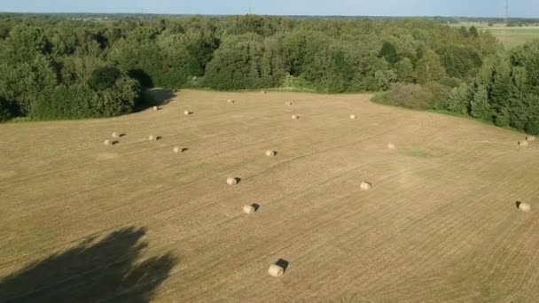 Harvested Farm Meadow Dried Hay Bales Aerial View — Stock Video