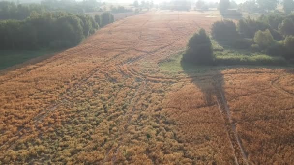 夏終わり農業風景 空撮で熟した豆フィールド — ストック動画