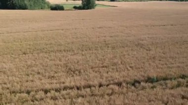 Olgun yaz sonu kolza tohumu tarlaları, hava manzarası