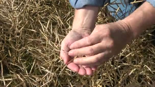 农民的手采摘成熟的油菜籽植物豆荚和看粮食条件 — 图库视频影像