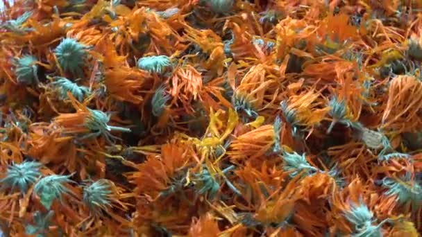 Rotating Dried Marigold Calendula Medical Flowers — Stock Video