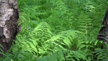 güzel yaz huş ağacı orman yeşil eğreltiotu saç ekimi ile 