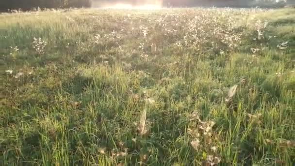 美丽的日出时分的草地上布满了许多来自无人机的露水蜘蛛网 — 图库视频影像