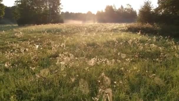 Літній Кінець Ранку Схід Сонця Луг Багатьма Мережами Павуків Dewy — стокове відео