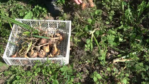 Jardinero Cosechando Bulbos Cebolla Jardín Fin Verano — Vídeos de Stock