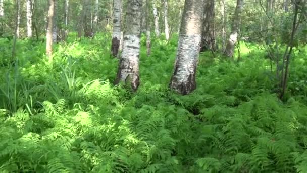 Πανέμορφη Άγριο Πράσινο Φτέρη Φυτεία Στην Καλοκαιρινή Δάσος Σημύδας — Αρχείο Βίντεο