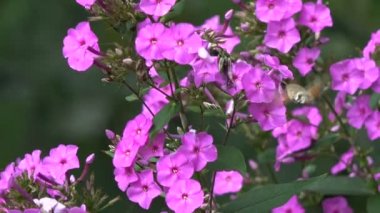 Güzel yaz kelebek sinek kuşu Hawk-güve Macroglossum stellatarum Bahçe çiçek yakın çekimde