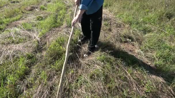 Farinier Biologique Ratissant Foin Sur Prairie Avec Ancien Outil Ratissage — Video