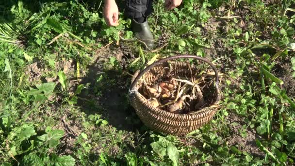 Soğan Ampuller Hasat Bahçıvan Çiftçi — Stok video