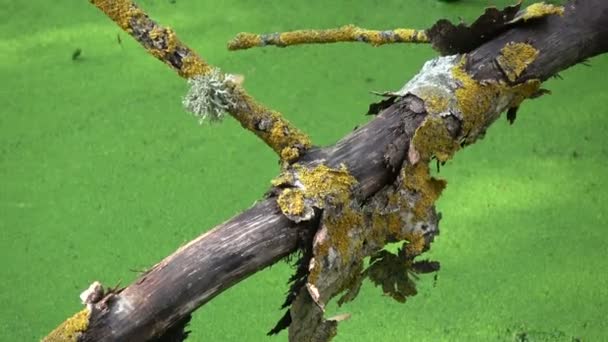 Forest Swamp Marsh Green Duckweed Broken Aspen Tree — Stock Video