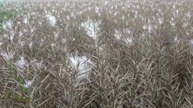 Sabah ve birçok olgun kolza tohumu alana ağları üzerinde bakla tohumları ile spiderwebs