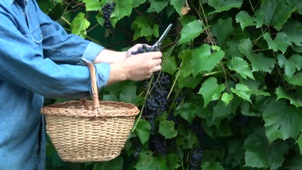 Colheita Colher Uvas Maduras Norte Jardim — Vídeo de Stock