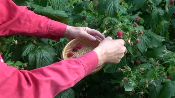 Руки Садовника Собирают Свежую Малину Плетеную Корзину — стоковое видео