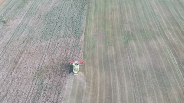 Combine Harvester Harvesting Rapeseed Field Summer End Farmland Aerial — Stock Video