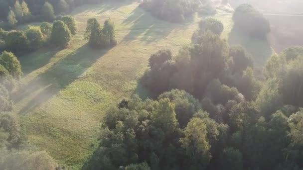 Prato Boschetti Mattina Presto Paesaggio Vista Aerea — Video Stock