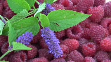 Dönen taze ahududu ve tıbbi anason hyssop Agastache foeniculum çiçek arka planı