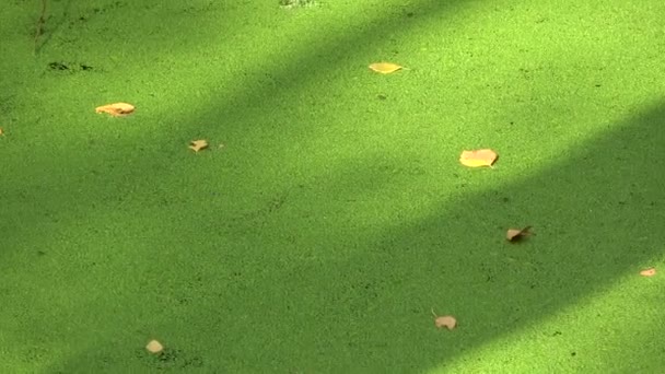 Bosque Estanque Pantano Con Pato Verde — Vídeo de stock