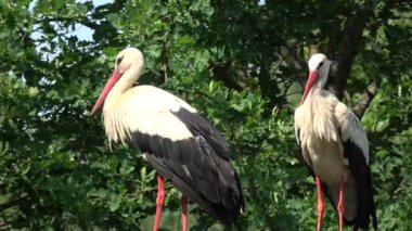 Yaz mevsiminde iki beyaz leylek yuvası