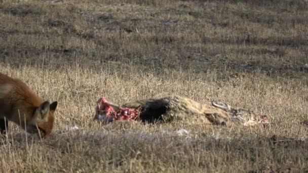 Renard roux près de la charogne du chevreuil au printemps sur la prairie 