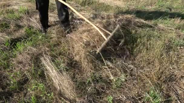 Bahçedeki Çiftçi Ahşap Tırmıkla Saman Tırmıklıyor — Stok video