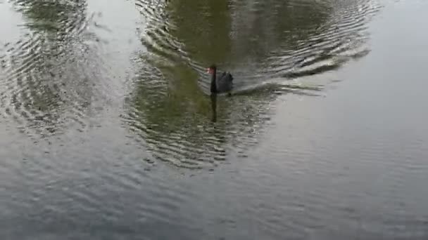 Μοναχικός Μαύρος Κύκνος Νερό Λίμνης — Αρχείο Βίντεο