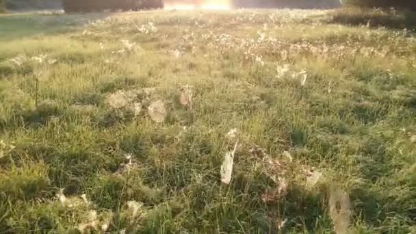 Sonnenaufgang Neblige Wiese Mit Taufrischen Spinnennetzen Von Der Drohne — Stockvideo