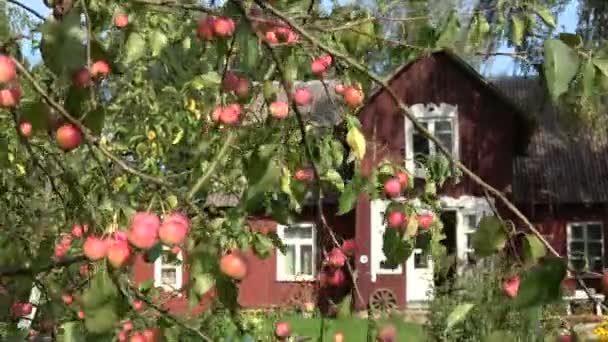 Modne Krabbe Æblefrugter Gren Sommer Ende Vind Gamle Landlige Hus – Stock-video