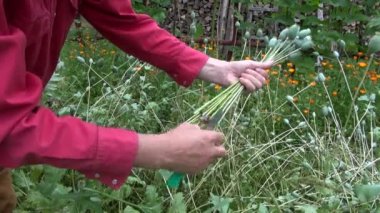 Bahçıvan bahçede gelincik kafası topluyor.