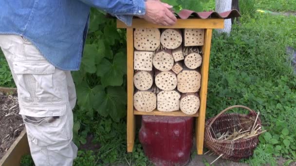 园艺师在新的昆虫旅馆为野蜂和其他昆虫修整芦苇 — 图库视频影像