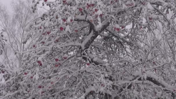秋の果樹園リンゴの木の庭で初雪 木の上の赤いリンゴと雪 — ストック動画
