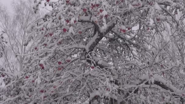 Cachoeira Neve Início Outono Pomar Macieira Jardim Maçãs Vermelhas Neve — Vídeo de Stock