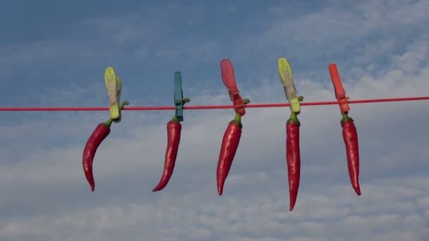 Häng Färsk Röd Varm Chili Paprika Sträng Med Klädnypor Himlen — Stockvideo