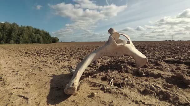 秋天干旱和云彩飘扬时 家畜的骨骼在干地上移动 时间流逝 — 图库视频影像