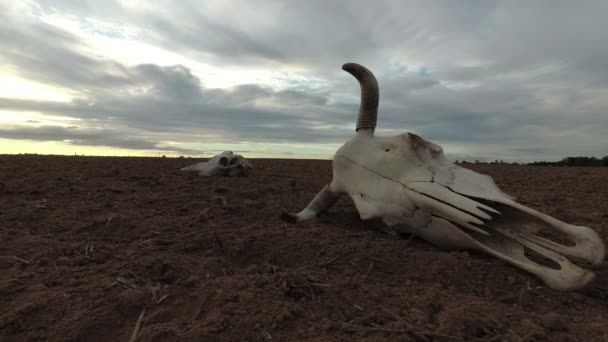 Cow Cráneo Otoño Seco Campo Agrícola Nubes Lluvia Tiempo Agota — Vídeos de Stock