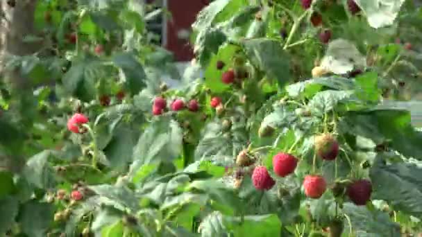 夏の風に熟した果実のあるラズベリーの枝 — ストック動画